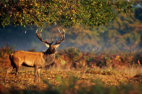 Памятка для охотников: как защититься от бруцеллеза.
